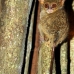 monkey_tarsier_eastern_tangkoko_v_0130_sul1305.jpg